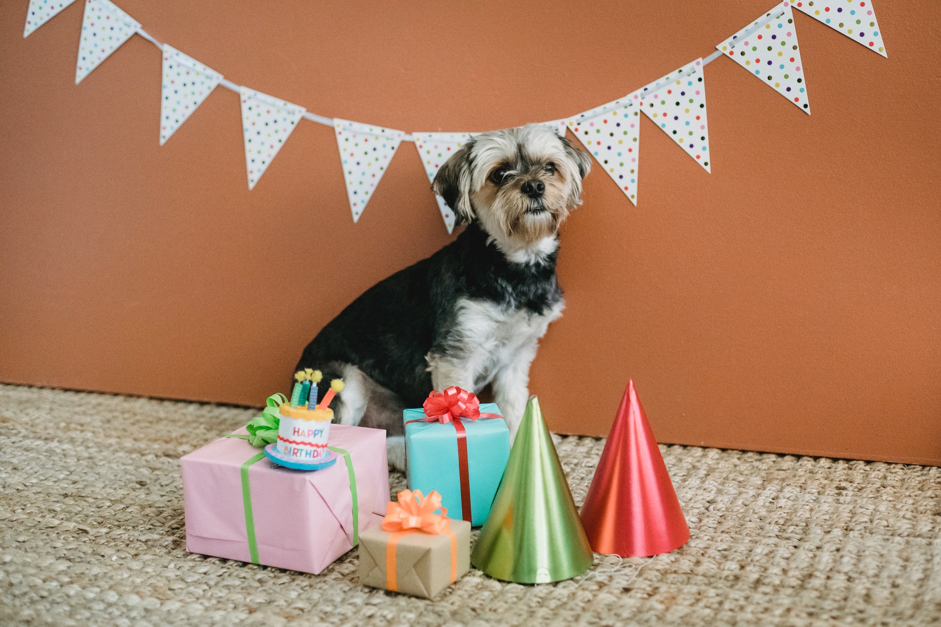 Tips for Hosting a Birthday Party for Your Dog