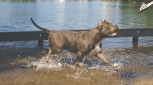 pitbull